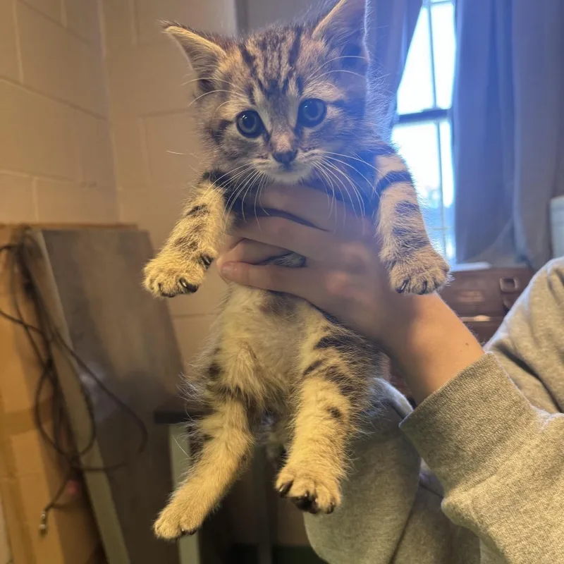 A baby small-sized male Brown / Chocolate Domestic Short Hair cat named Tonka Jahari for adoption in South Haven, MI