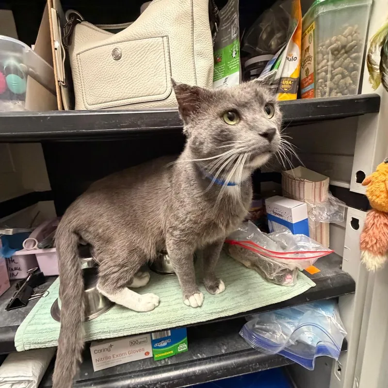 An adult large-sized male Gray / Blue / Silver Domestic Short Hair cat named Gibbs for adoption in Hamburg, NY