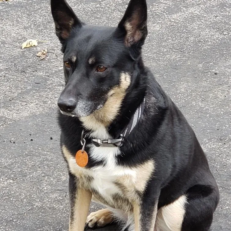 An adult medium-sized male German Shepherd Dog dog named Cooper for adoption in De Soto, KS