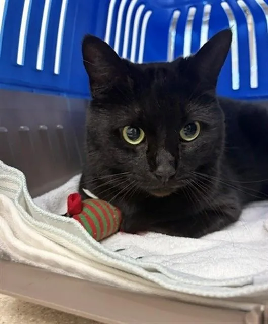 An adult medium-sized female Domestic Short Hair cat named Claudia for adoption in Naples, FL