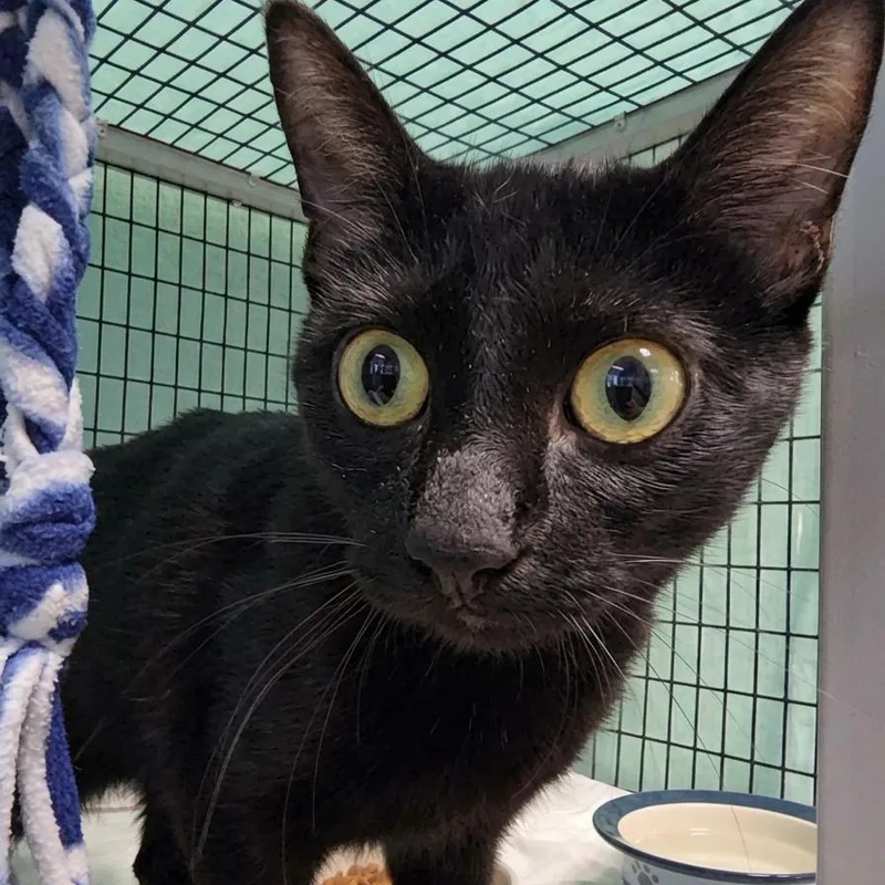 A young medium-sized female Domestic Short Hair cat named Kiki for adoption in Oshkosh, WI