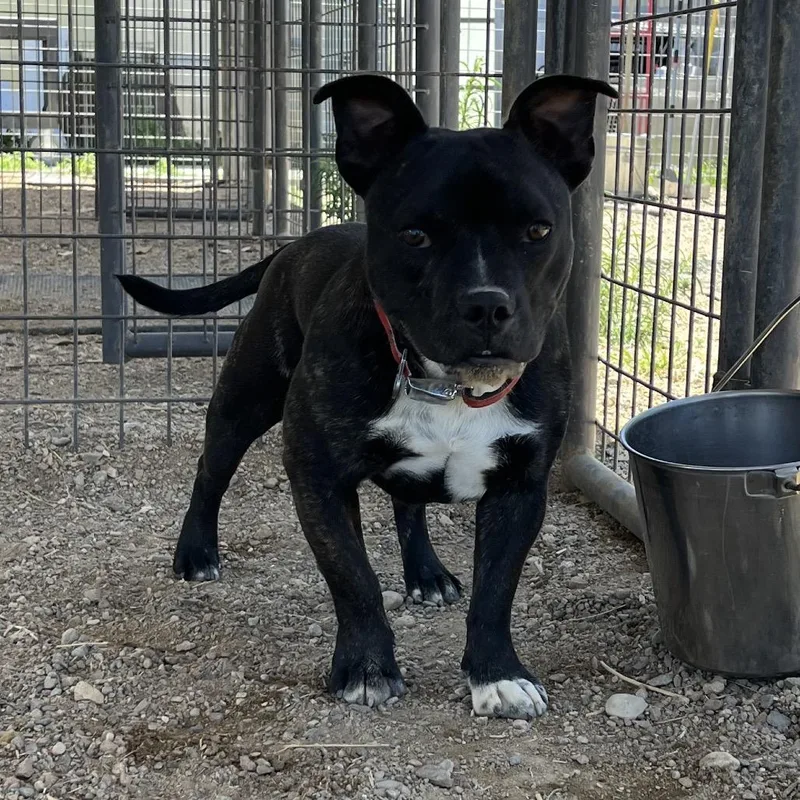 A young medium-sized female Brown / Chocolate Mixed Breed dog named Roxy for adoption in Taos, NM