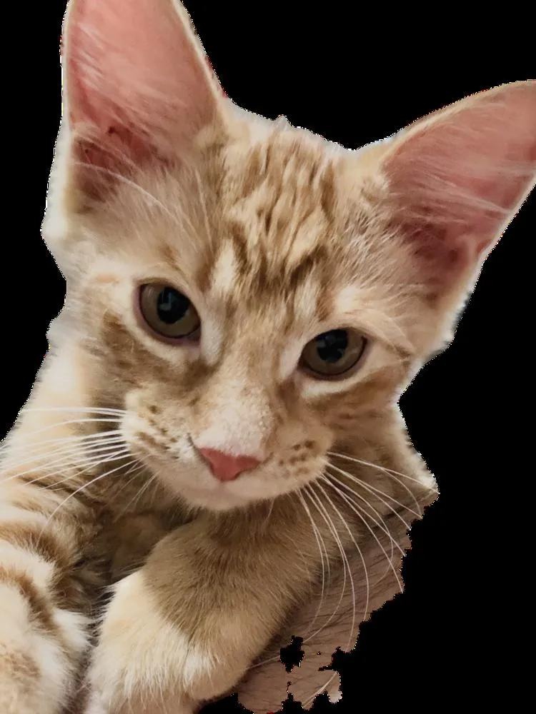 A baby small-sized male Tabby cat named FryFry for adoption in Dallas, TX