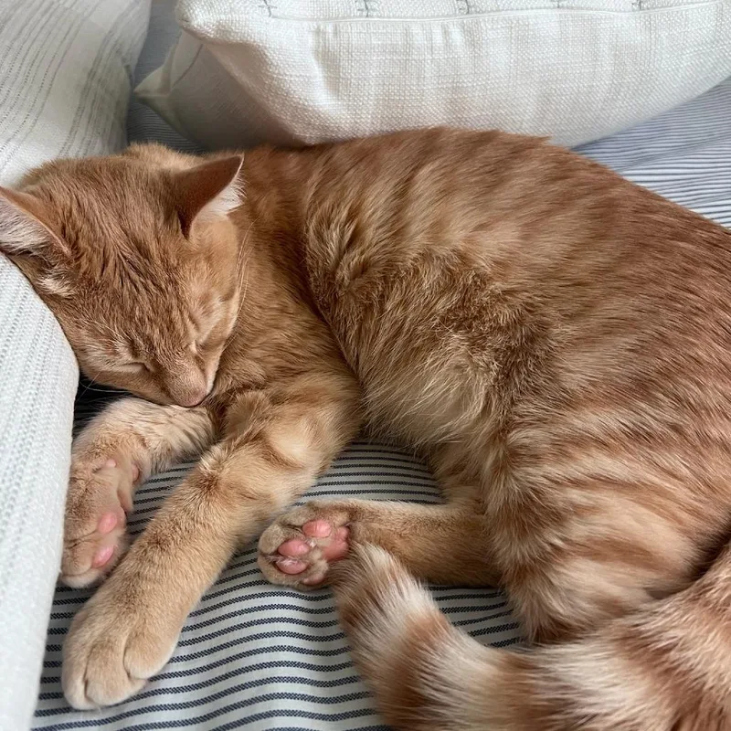 A young small-sized male Domestic Short Hair cat named Little Jones for adoption in Alexandria, VA
