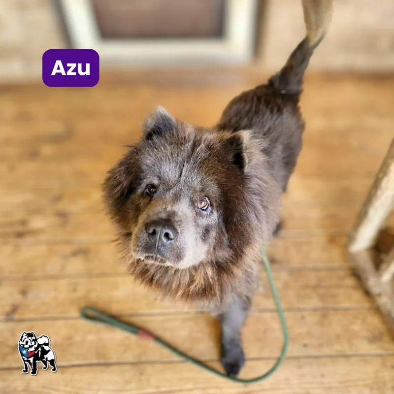 An adult medium-sized male Chow Chow dog named Azu for adoption in Houston, TX