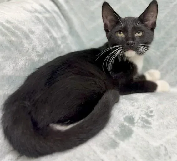 A young medium-sized female Black & White / Tuxedo Domestic Short Hair cat named Kilani for adoption in Miller Beach, IN