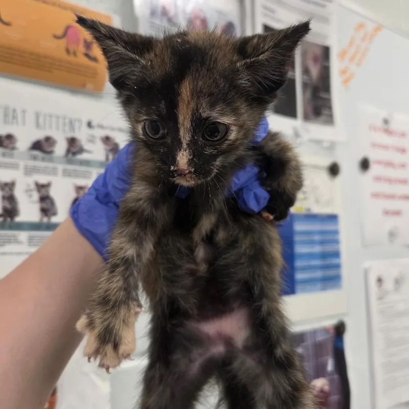 A baby small-sized female Tortoiseshell Domestic Short Hair cat named Gilligan for adoption in Chattanooga, TN