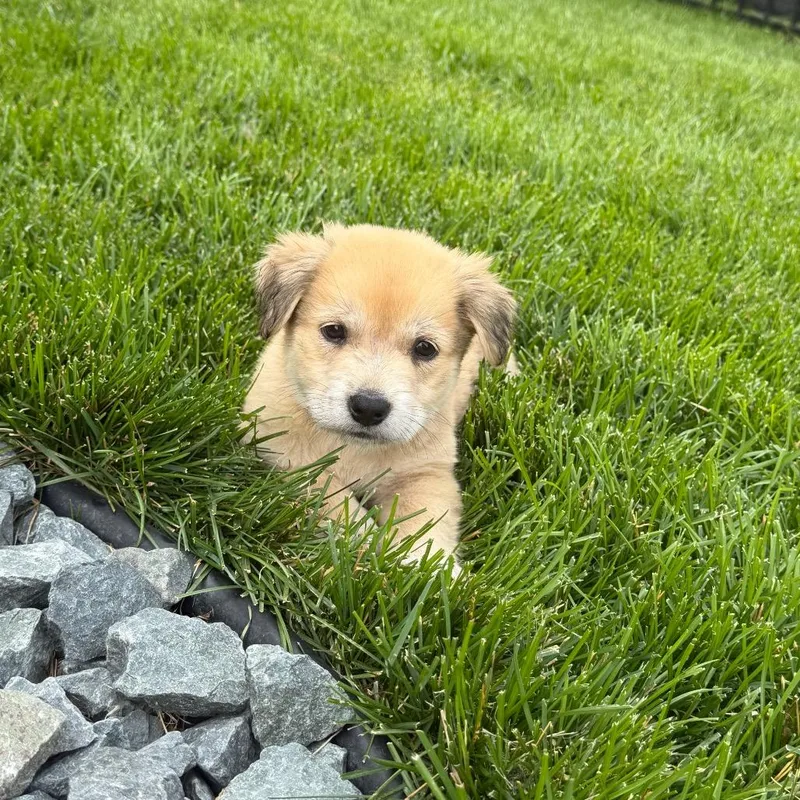 A baby small-sized female Brown / Chocolate Mixed Breed dog named Aloe for adoption in Buffalo, MN