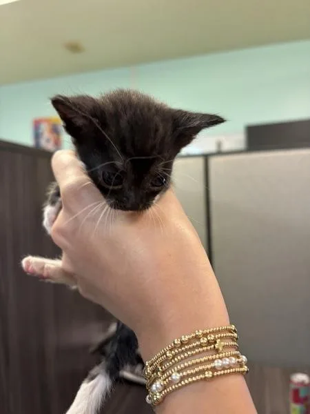 A baby small-sized female Domestic Short Hair cat named Klondike for adoption in Mobile, AL