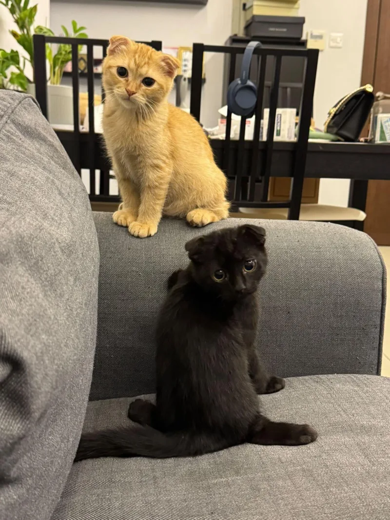 A baby small-sized male Black Scottish Fold cat named Nyx for adoption in Stoughton, WI