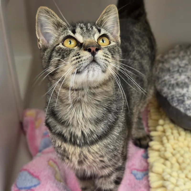 A young medium-sized male Brown / Chocolate Domestic Short Hair cat named Souffle for adoption in Sarasota, FL