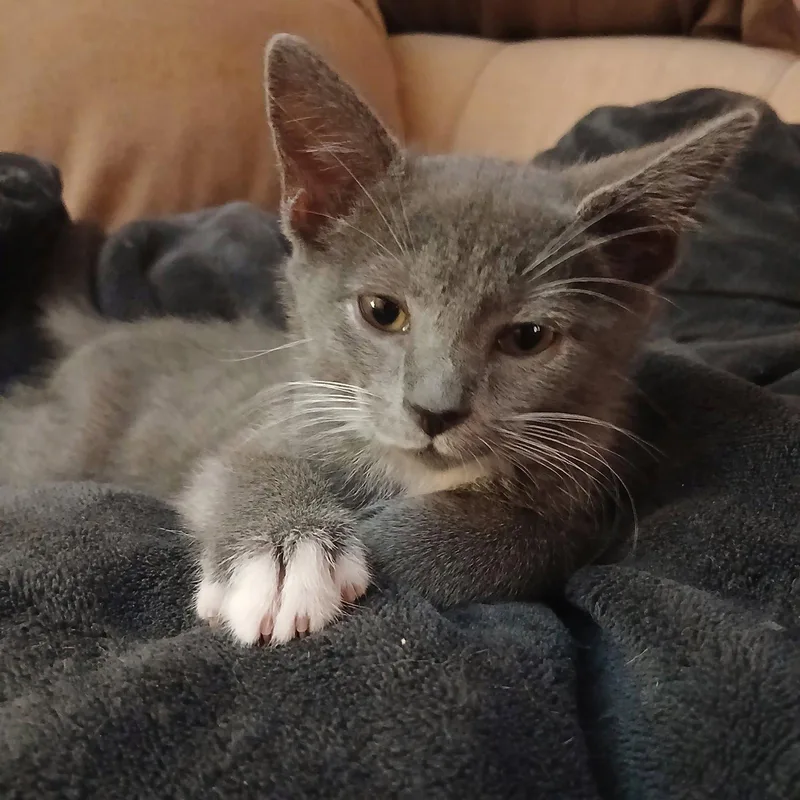 A baby small-sized male Gray / Blue / Silver Domestic Short Hair cat named Paul for adoption in Philadelphia, PA
