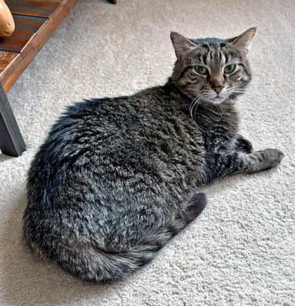 An adult small-sized female Domestic Short Hair cat named Beep for adoption in Fishers, IN