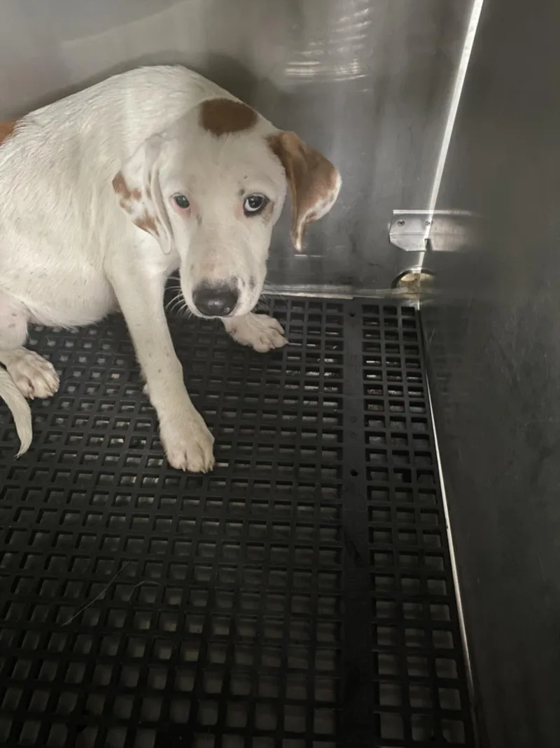 A baby small-sized male Mixed Breed dog named Cherry for adoption in Dallas, TX