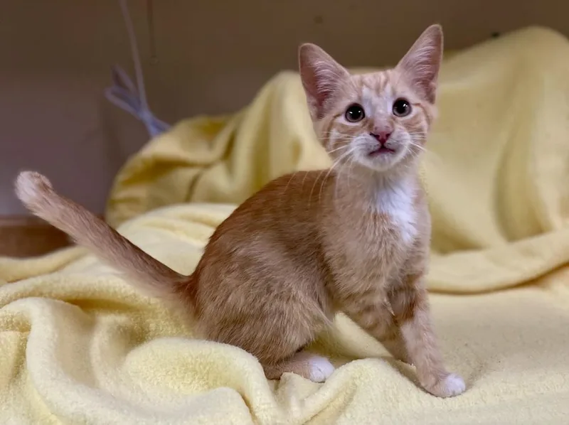 A baby small-sized male Orange & White Domestic Short Hair cat named Rickles for adoption in Jamestown, CA