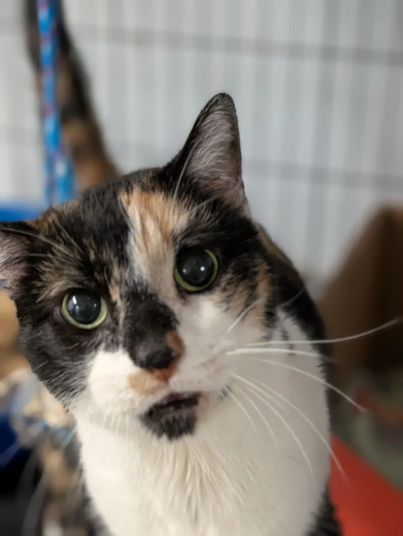 An adult medium-sized female Calico Domestic Short Hair cat named Kizzy for adoption in Tilton, IL