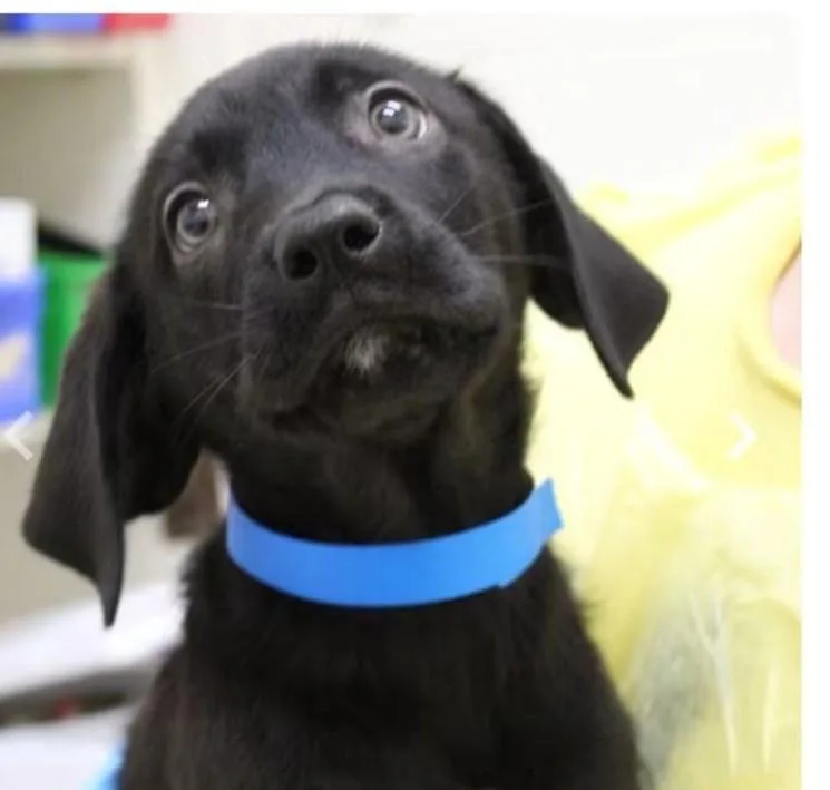 A baby small-sized male Mixed Breed dog named Boone for adoption in Watertown, WI