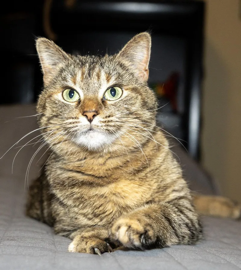 An adult medium-sized female Tabby cat named Donetella for adoption in Franklin, TN