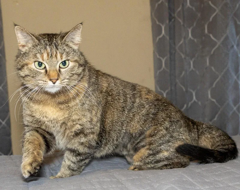 Donetella thumbnail 3