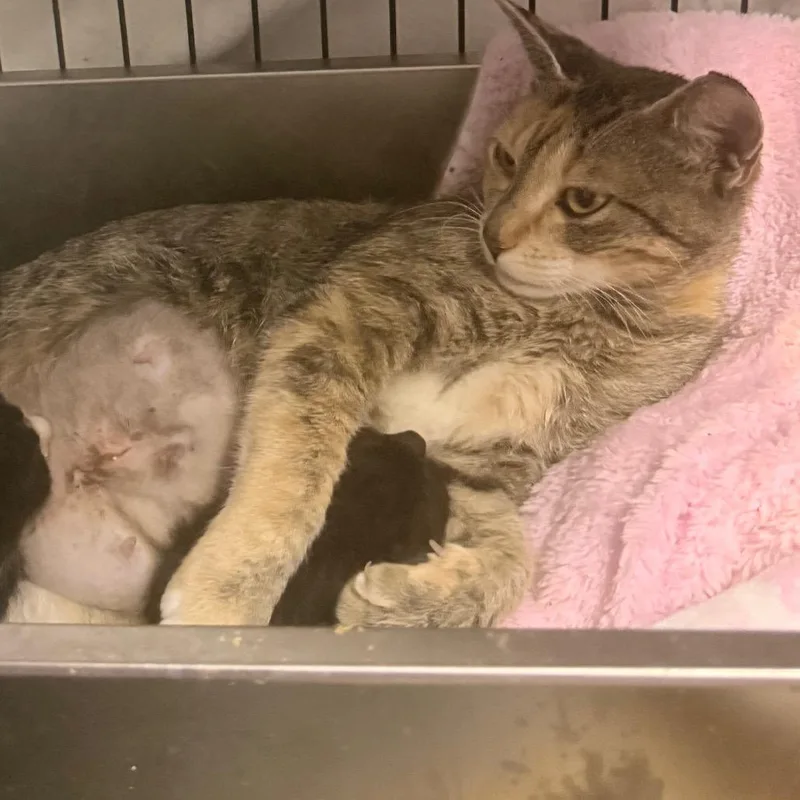 A young medium-sized female Tortoiseshell Domestic Short Hair cat named Jasmine A for adoption in SANTA ROSA BEACH, FL