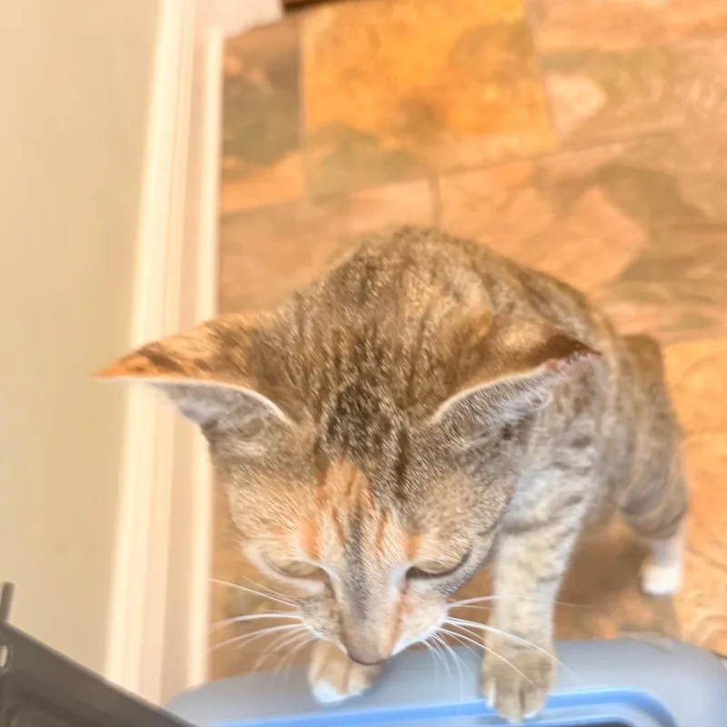 Jasmine A thumbnail 5