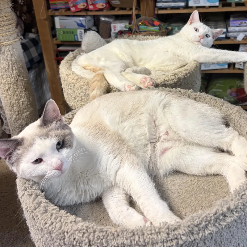 A young medium-sized male White Siamese cat named Tundra & Nordica for adoption in Middletown, DE