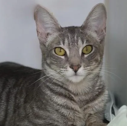 An adult medium-sized female Domestic Short Hair cat named Shakira for adoption in West Chester, PA