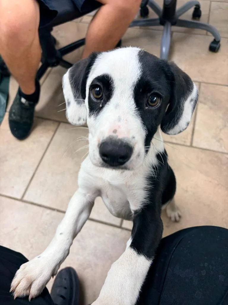 A baby medium-sized male Basset Hound dog named Zeke for adoption in Batesville, AR