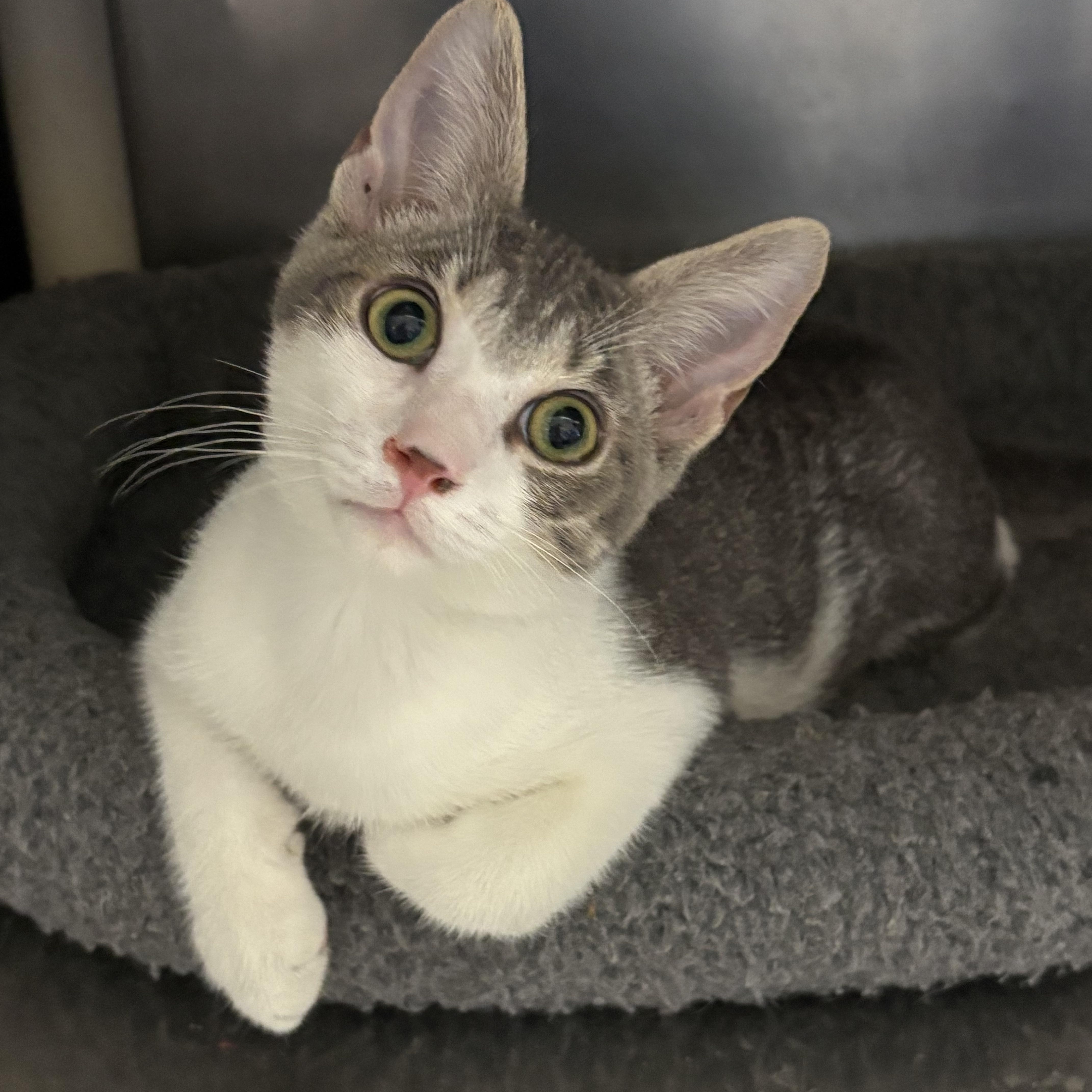 A baby medium-sized male Gray & White Domestic Short Hair cat named Casper for adoption in Wantagh, NY