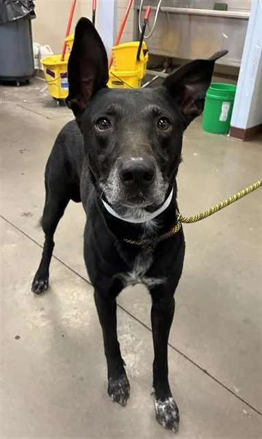 An adult large-sized male German Shepherd Dog dog named Monty for adoption in Phoenix, AZ