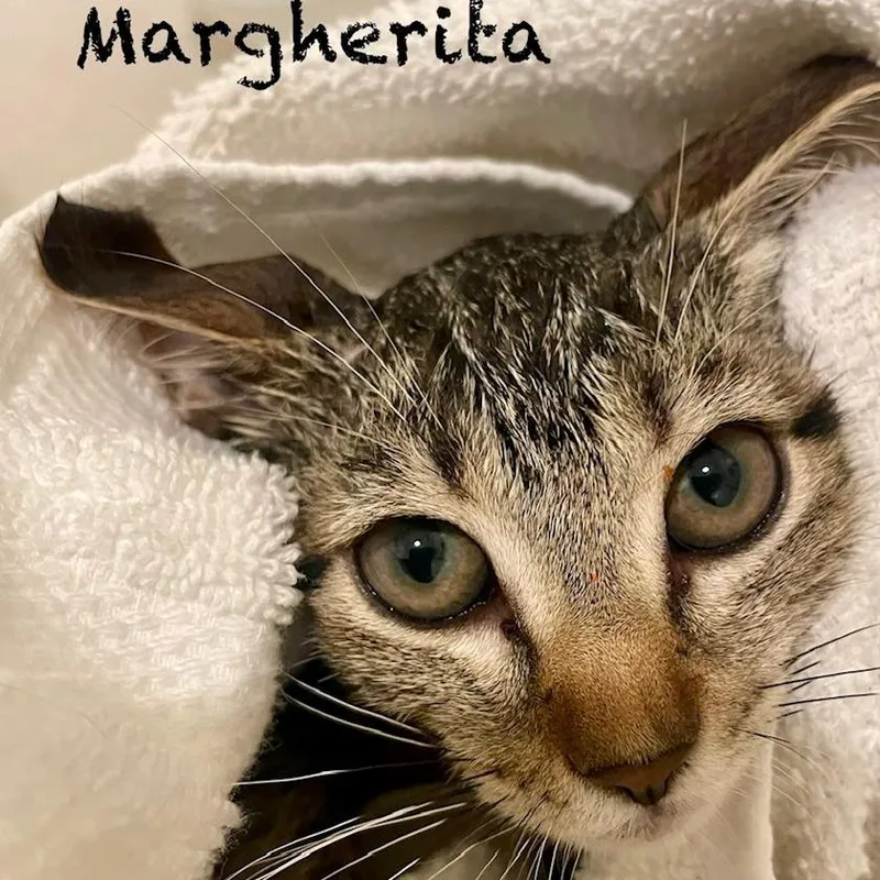 A baby small-sized female Brown / Chocolate Domestic Short Hair cat named Margherita A for adoption in SANTA ROSA BEACH, FL