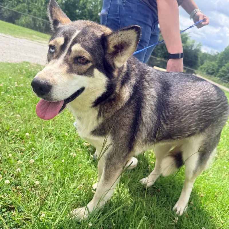An adult large-sized female Black Husky dog named Nyla for adoption in Corinth, MS