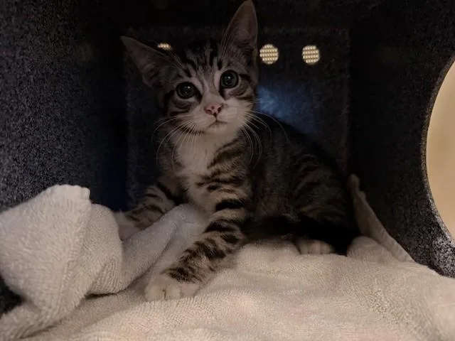 A baby small-sized male Domestic Short Hair cat named Rascal for adoption in Tustin, CA