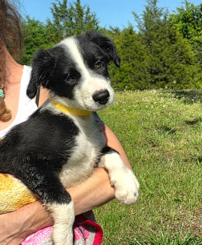 A baby medium-sized male Black Border Collie dog named Clover for adoption in Watertown, CT