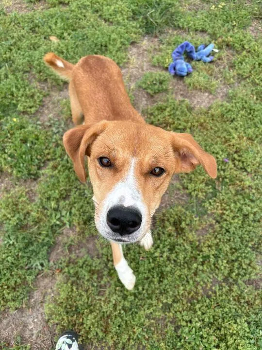 Milkshake thumbnail 2