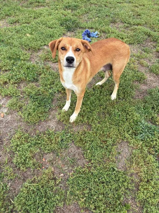 Milkshake thumbnail 3