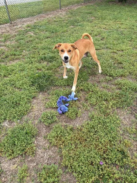 Milkshake thumbnail 4