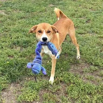 Milkshake thumbnail 5