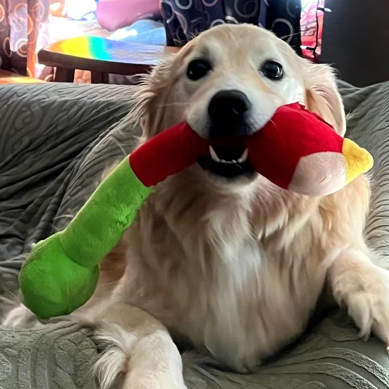 An adult large-sized male Golden Retriever dog named Rocky for adoption in Georgetown, KY