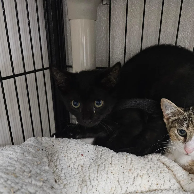 A baby small-sized male Black Domestic Short Hair cat named Cringle for adoption in Ridgely, MD