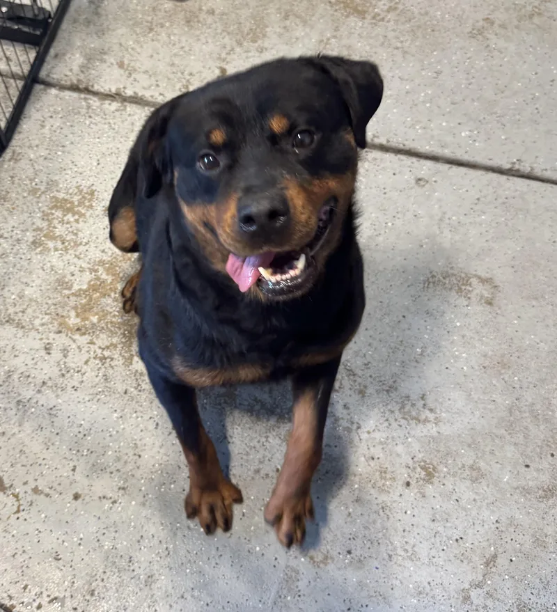 An adult large-sized male Rottweiler dog named Chance for adoption in Davison, MI