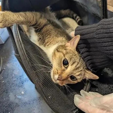 An adult medium-sized female Brown / Chocolate Domestic Short Hair cat named Captain for adoption in Lynchburg, VA