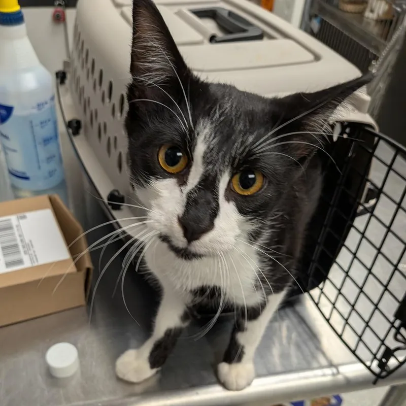 A young medium-sized male Domestic Short Hair cat named Gatsby for adoption in Hannibal, MO