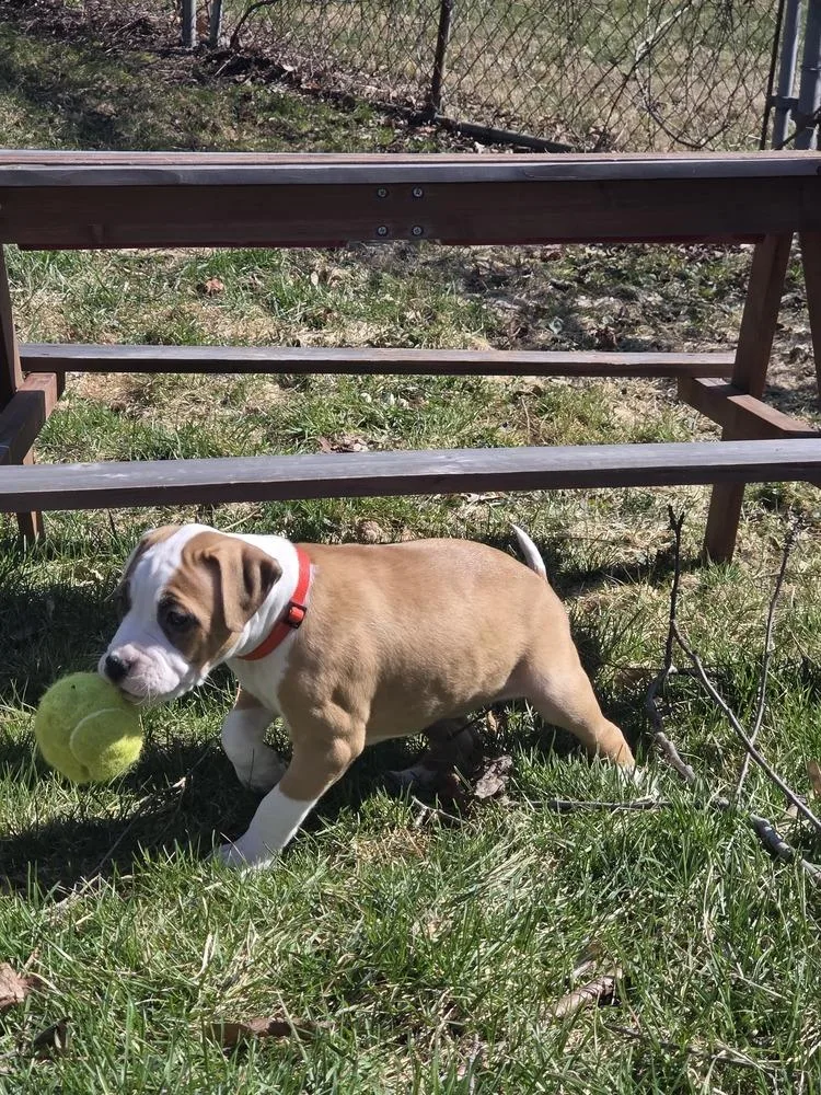 A baby large-sized female Tricolor (Brown, Black, & White) Mixed Breed dog named Harper for adoption in Lansing, MI