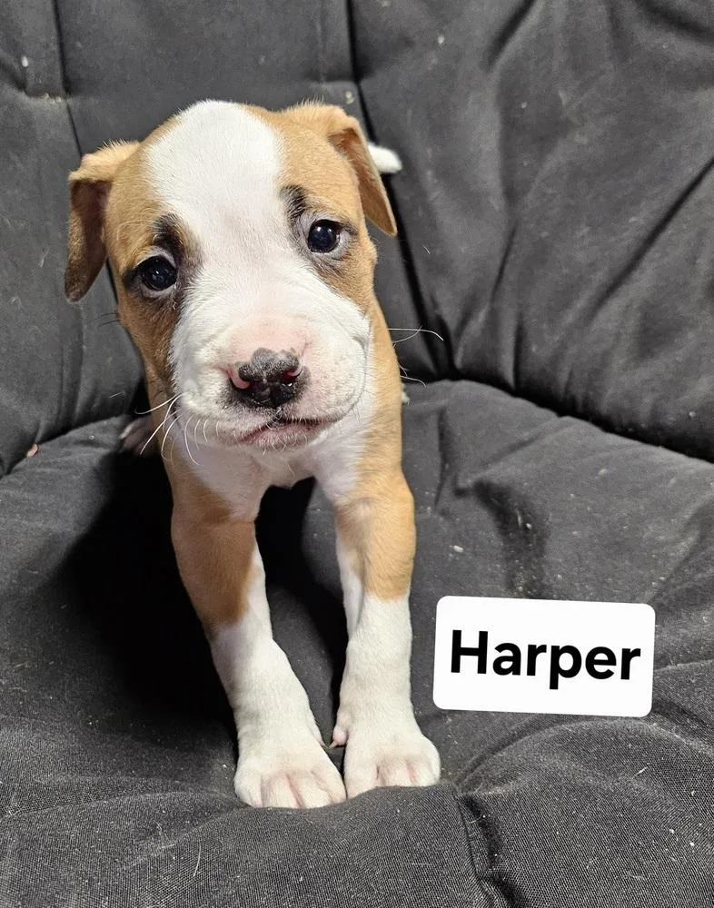 Harper thumbnail 3