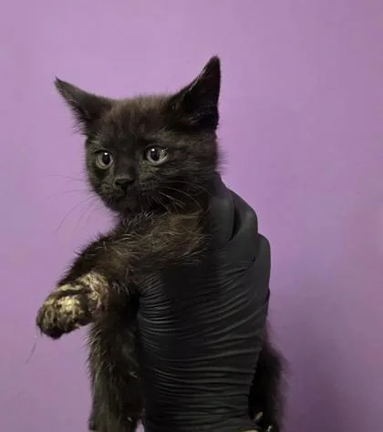 A baby small-sized male Black Domestic Short Hair cat named 60834425 for adoption in El Paso, TX