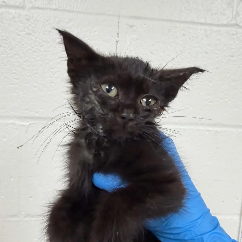 A baby small-sized male Black Domestic Medium Hair cat named SVASStray for adoption in Verona, VA