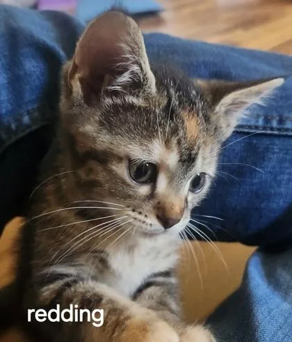 A baby small-sized female Domestic Short Hair cat named Redding for adoption in Fishers, IN