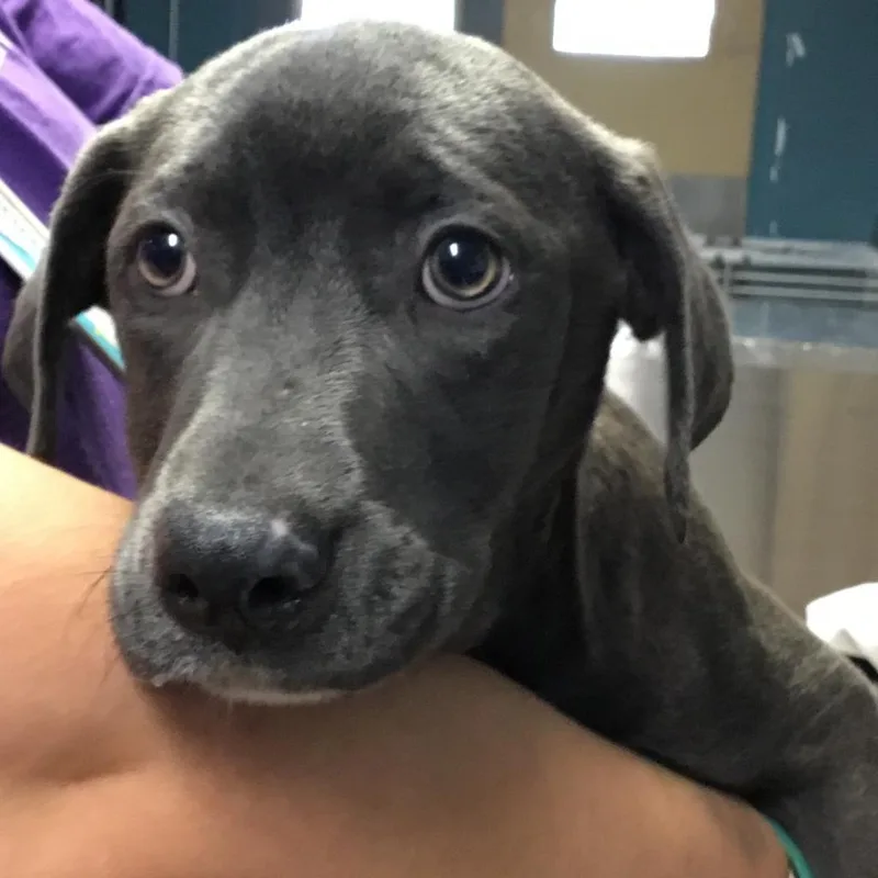 An adult small-sized female Gray / Blue / Silver Labrador Retriever dog named Pepper Sue for adoption in Abilene, TX