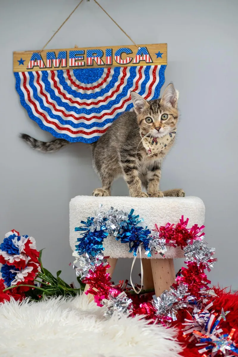 A baby small-sized male Tabby (Brown / Chocolate) Domestic Short Hair cat named Freedom for adoption in Sevierville, TN